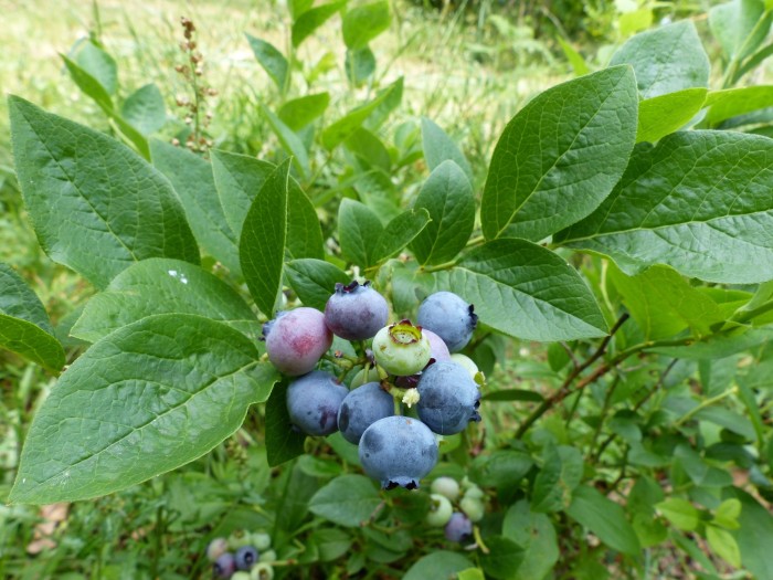 our blueberries