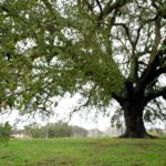 Árvore Europeia de 2018 – sobreiro assobiador português