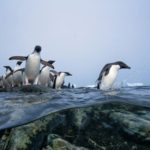Protect the Antarctic Ocean & Protege o Oceano Antártico